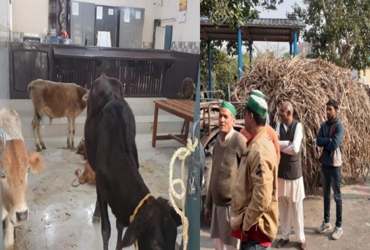 मुजफ्फरनगर: किसानों पर मुकदमे के विरोध में भाकियू ने घेरी तहसील, कार्यालय में बांधे पशु, भरी पराली