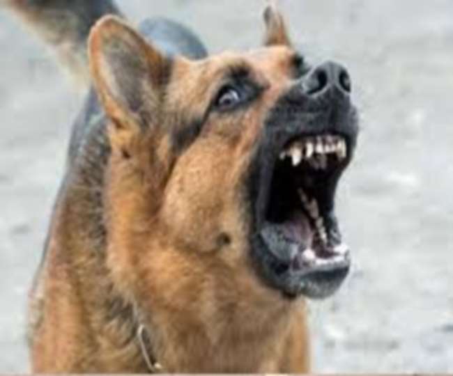 सहारनपुर में आवारा कुत्‍तों ने 24 घंटों में 21 लोगों को बनाया शिकार, सात गंभीर