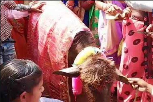 गजबः मन्नत पूरी हाेने पर किसान ने भैंस के बच्चे का कराया मुंडन संस्कार