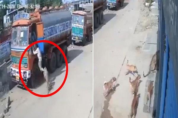 ट्रक ड्राइवर को बचाने के लिए तेंदुए से भीड़ गए कुत्ते, देखें बीच सड़क चली जंग का वीडियो