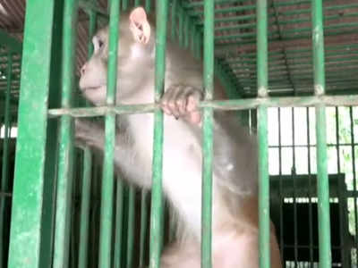 तांत्रिक के पास पले बंदर को लगी थी मांस और शराब की लत, अब मिली उम्रकैद की सजा