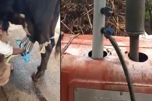 शख्स ने Tractor से निकाला भैंस का दूध, वीडियो देख Anand Mahindra भी हुए मुरीद