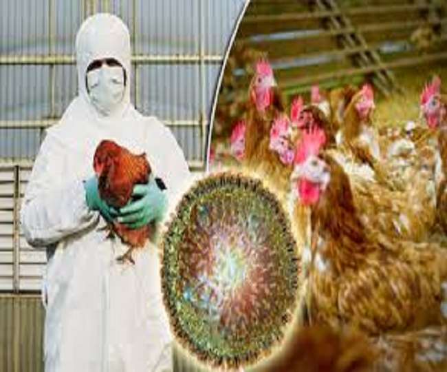 Bird Flu Updates: बर्ड फ्लू की चपेट में कई राज्य, यहां मुर्गे व अंडों की बिक्री पर लगा दिया गया प्रतिबंध