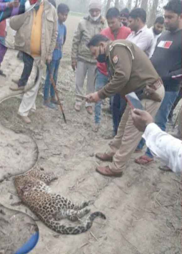 गुलदार को उतारा मौत के घाट, मुकदमा दर्ज