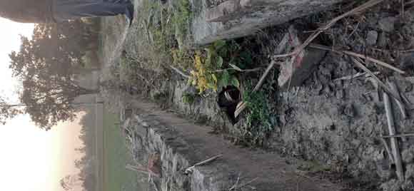 नकुड क्षेत्र मे सरकारी नलकूपों की नालियां जर्जर किसानो की फसले सिंचायी ने होने से सूखने के कगार पर