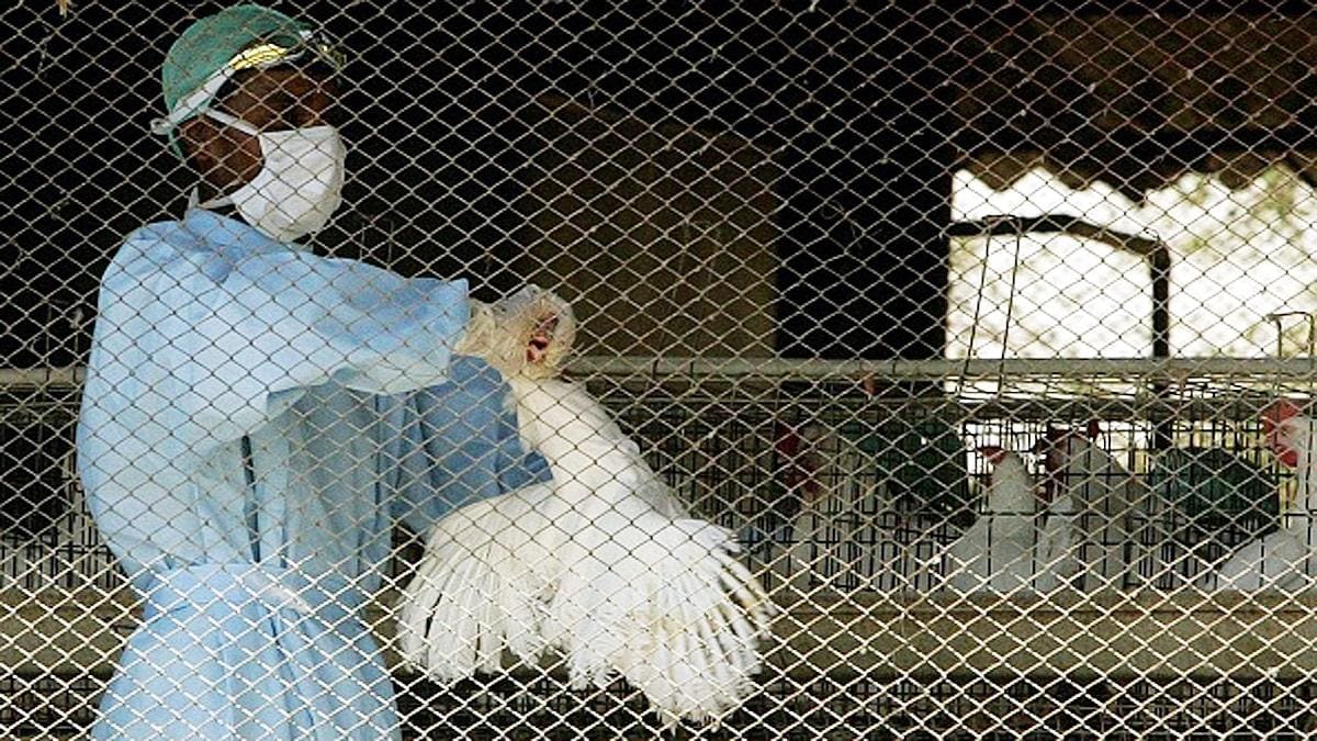 Bird Flu: बिना मुर्गे के करनी होगी बिहू की दावत, असम सरकार ने आयात पर लगाई अस्थायी रोक