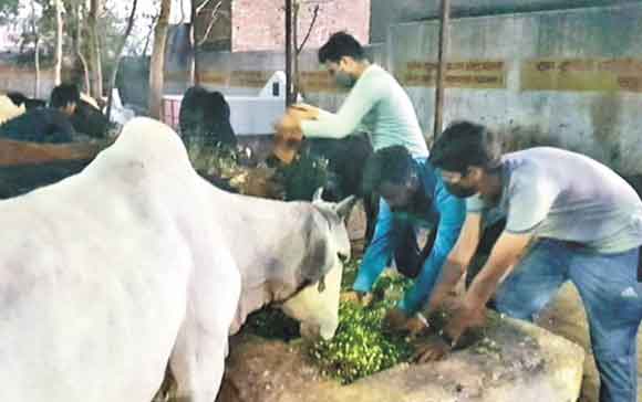सडक़ पर घूमने वाली गायों को खिलाया चारा