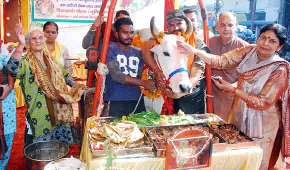 श्रीश्री गौदेवी मंदिर में गौपाष्टमी पर्व श्रद्धा से मना गौ पूजन किया