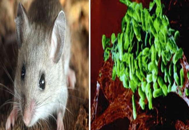 हरियाणा में सामने आई चूहों से फैलने वाली खतरनाक बीमारी, जानिये कितना है घातक, जांच में जुटींं मेडिकल टीमें,