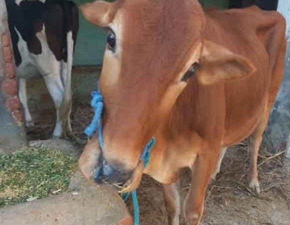 खटोली गांव में खुरपका बीमारी से दुधारु पशुओं की मौत
