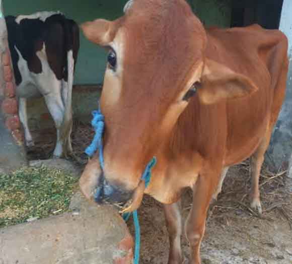 खटोली गांव में खुरपका बीमारी से दुधारु पशुओं की मौत