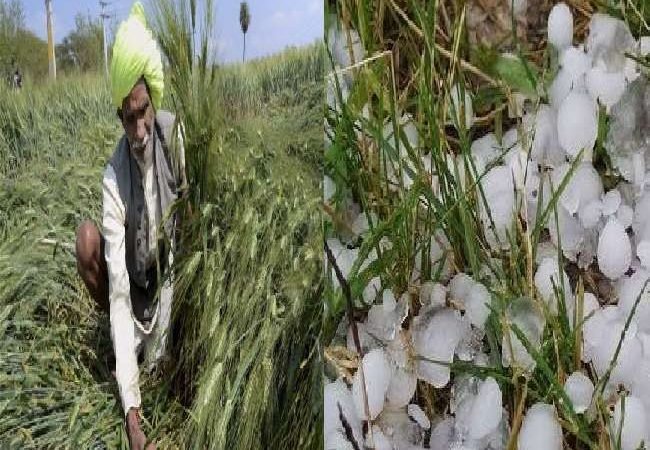 आफत बनकर आई बारिश व ओलावृष्टि, रो पड़े किसान, यूपी व एमपी समेत कई राज्यों में फसलों को भारी नुकसान