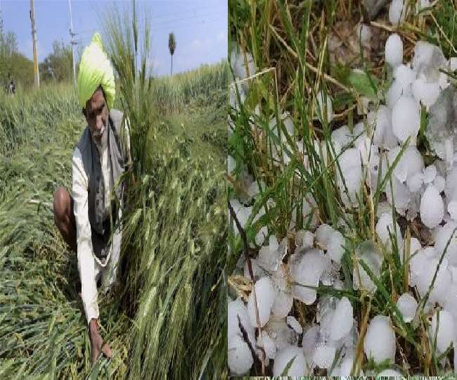 आफत बनकर आई बारिश व ओलावृष्टि, रो पड़े किसान, यूपी व एमपी समेत कई राज्यों में फसलों को भारी नुकसान