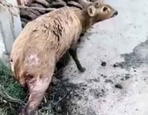 देवबंद में आवारा कुत्तों का आतंक ….