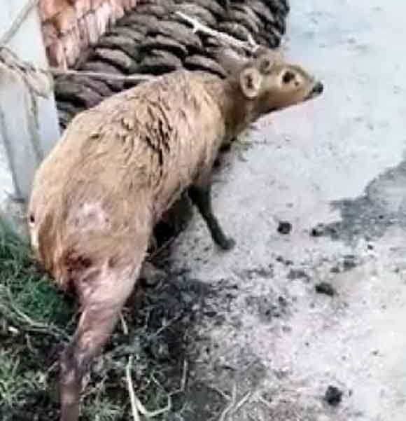 देवबंद में आवारा कुत्तों का आतंक ….