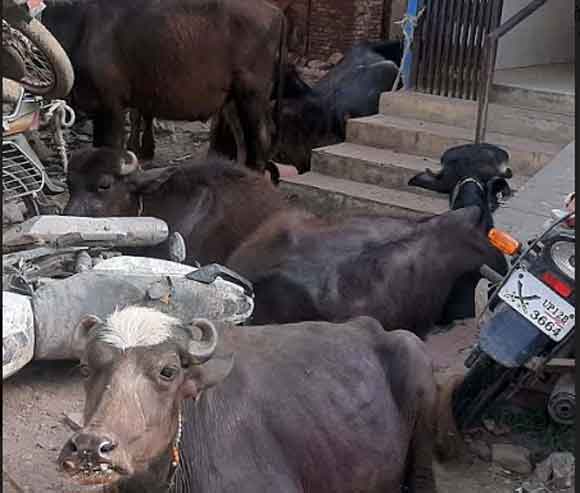 कटान को लाए गए पशु बरामद, एक गिरफ्तार, दो फरार