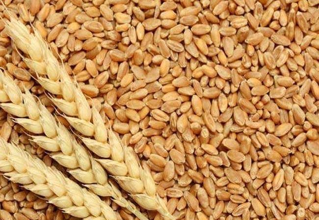गेहूं के निर्यात पर लगी रोक, खाद्य सुरक्षा के प्रबंधन और पड़ोसी मुल्कों की आवश्यकता के चलते लिया गया फैसला