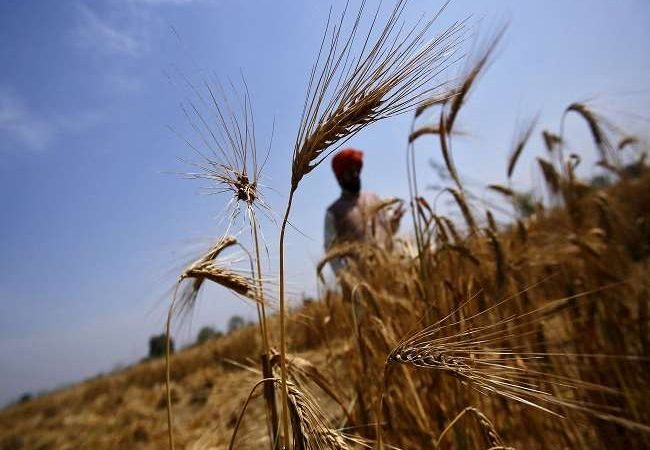 केंद्र ने गेहूं निर्यात प्रतिबंध के आदेश में दी ढील, कस्टम विभाग के पास पहले से रजिस्टर्ड खेप को अनुमति