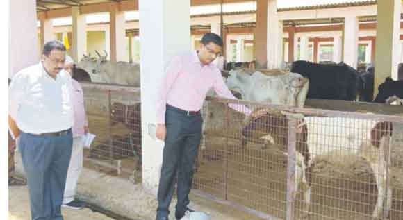 मण्डलायुक्त ने वृहद गौ-संरक्षण केन्द्र तीतरों का किया आकस्मिक निरीक्षण
