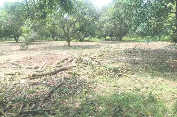 वन कर्मचारियों की मिलीभगत से चल रहा हरे पड़ों का अवैध कटान
