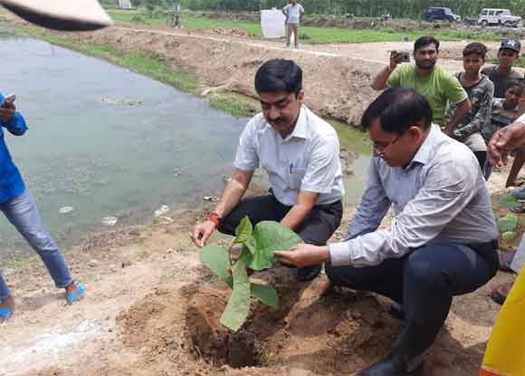 जिलाधिकारी ने अमृत सरोवर के किनारे लगाया सागौन का पौधा