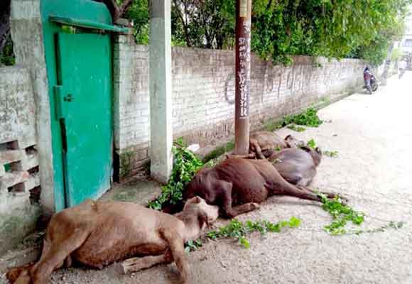 बिजली के खम्बे में करंट आने से पशुपालक के चार मवेशियों की दर्दनाक मौत