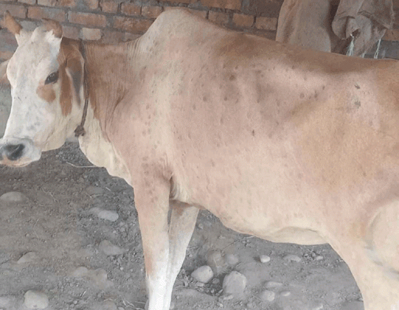 चिलकाना क्षेत्र में लम्पी वायरस के प्रकोप से पशुपालकों में भय का माहौल