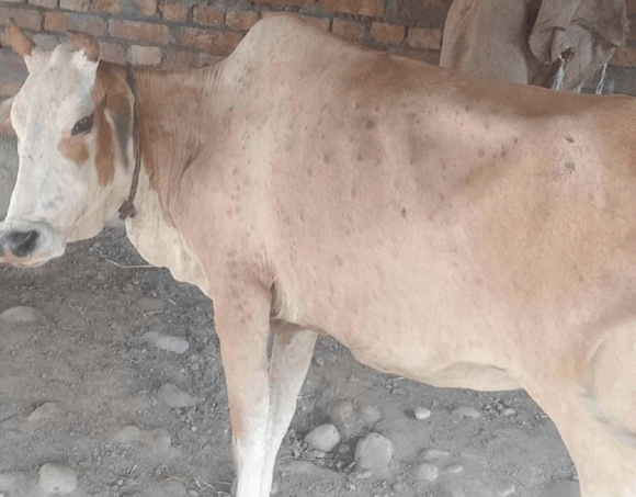 चिलकाना क्षेत्र में लम्पी वायरस के प्रकोप से पशुपालकों में भय का माहौल