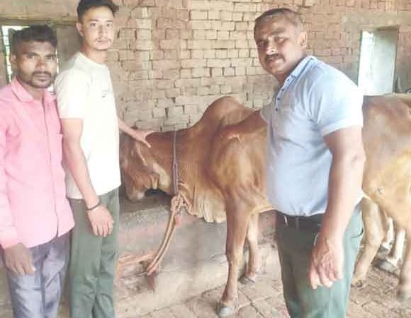 पशुओं को गलाघोंटू बीमारी से बचाने के लिए किया जा रहा है टीकाकरण