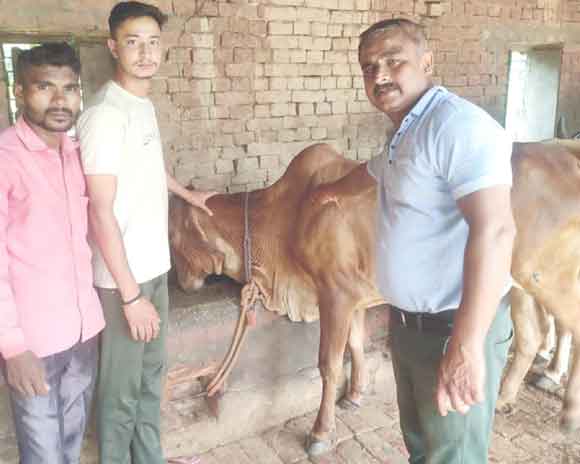 पशुओं को गलाघोंटू बीमारी से बचाने के लिए किया जा रहा है टीकाकरण