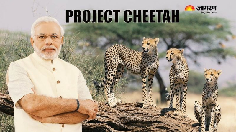 Project Cheetah LIVE Updates: कूनो राष्ट्रीय उद्यान पहुंचे पीएम मोदी, कुछ ही देर में नामीबिया से आए 8 चीतों को छोड़ेंगे