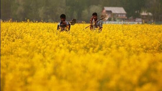 भारत के बायोटेक नियामक जीईएसी ने जीएम सरसों की व्यावसायिक खेती को मंजूरी दी