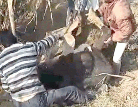 ग्रामीणों ने बेसहारा गाय का कराया अंतिम संस्कार