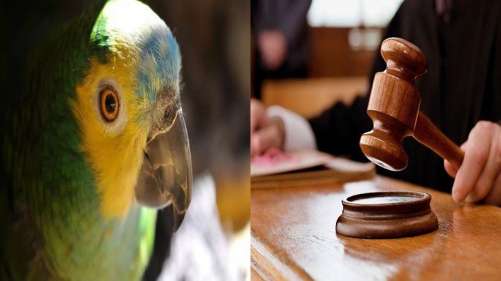 तोते ने गवाही में खोला कातिल का राज, कोर्ट ने दो को सुनाई उम्रकैद की सजा