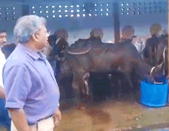 भारी बारिश में मेयर ने किया गौशाला व नंदीशाला का निरीक्षण