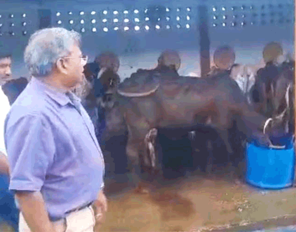 भारी बारिश में मेयर ने किया गौशाला व नंदीशाला का निरीक्षण