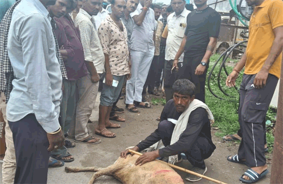 खुले मे रखे टरांसफार्मर की चपेट मे आने से भेड की मरी