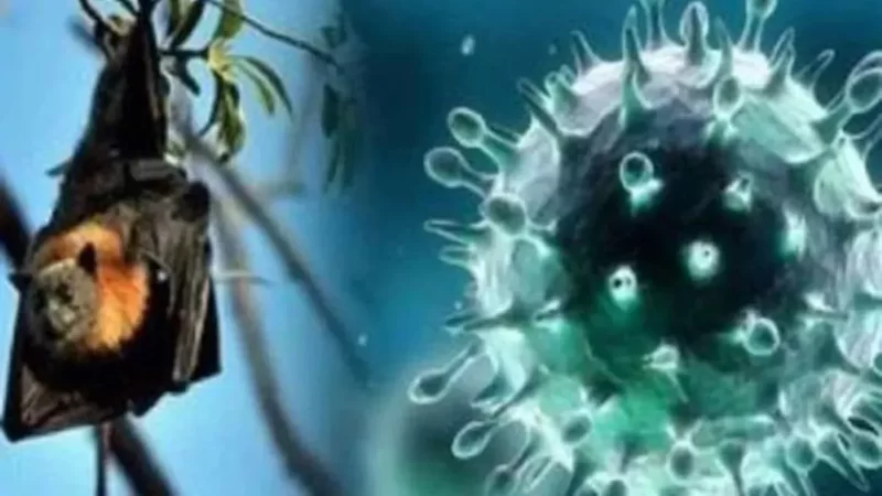 केरल में निपाह वायरस को लेकर अलर्ट, मरीजों को घरों में रहने की सलाह; फलों की भी जांच के आदेश