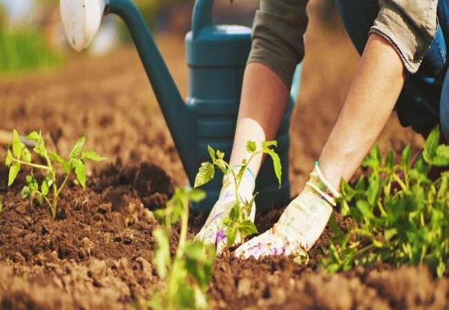 30 दिवसीय माली प्रशिक्षण हेतु आवेदन आमंत्रित