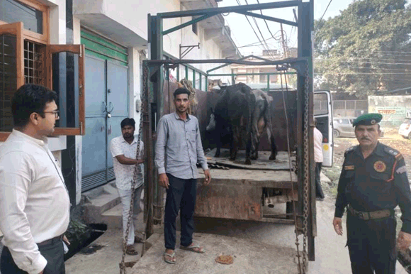 गंदगी फैलाने पर निगम ने डेरी से पशु जब्त किये