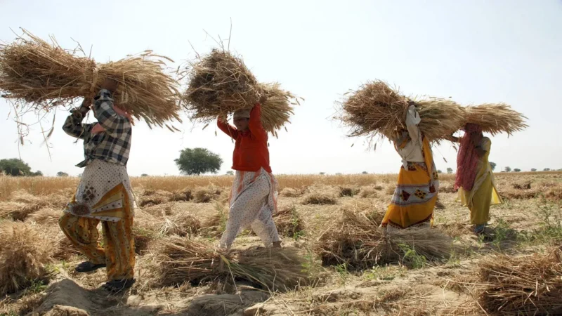 दिवाली पर किसानों को तोहफा: मोदी सरकार ने 6 रबी फसलों पर MSP में बढ़ोतरी की