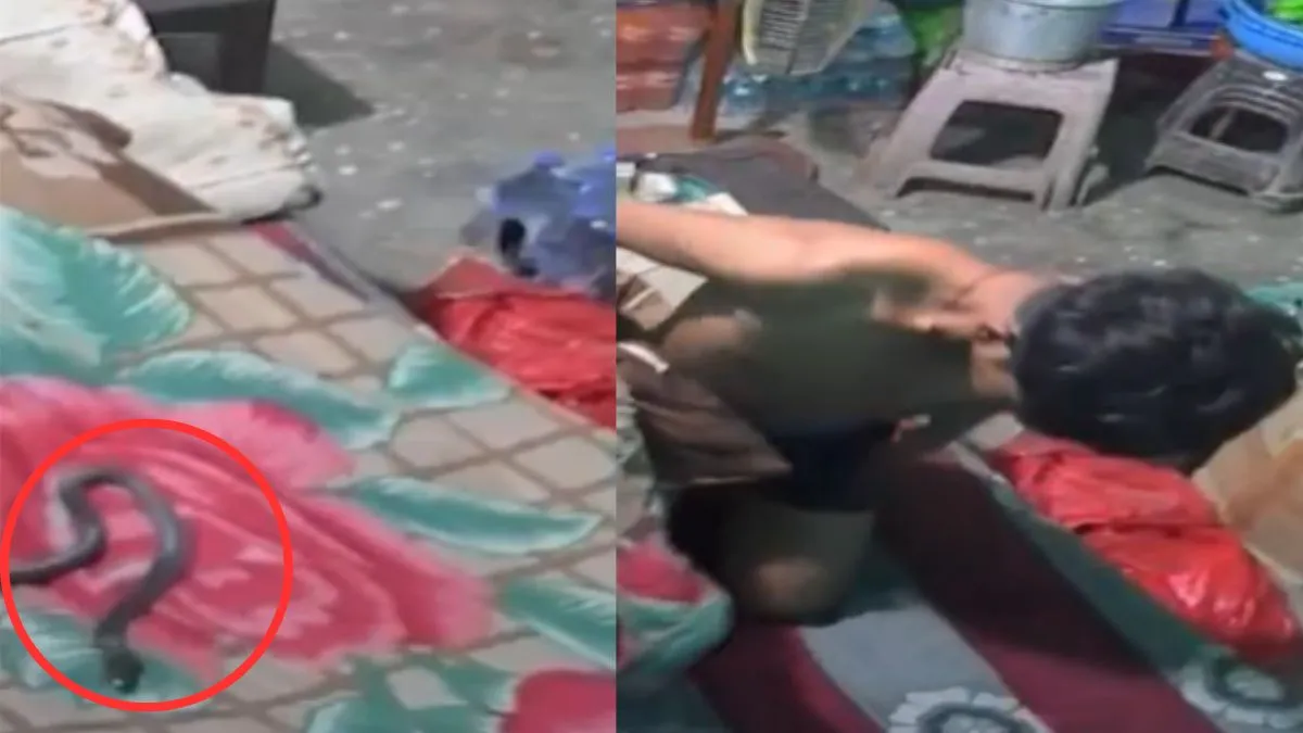 रात में बिस्तर पर चढ़ा सांप और सोते समय लड़के को काटा, हुई मौत, CCTV में कैद हुई पूरी घटना