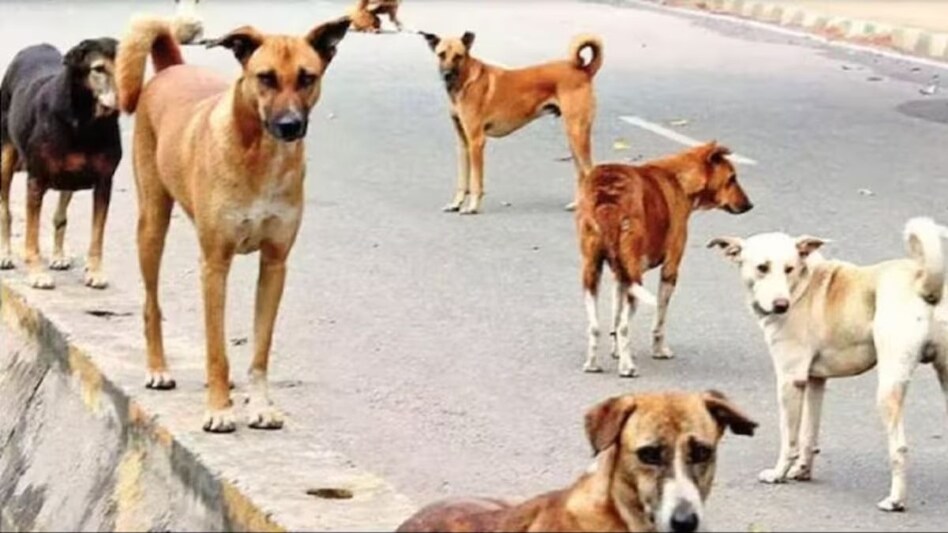 आवारा कुत्तों से लोगों को जल्द मिलेगी निजात, पालिका बना रहा प्लॉन