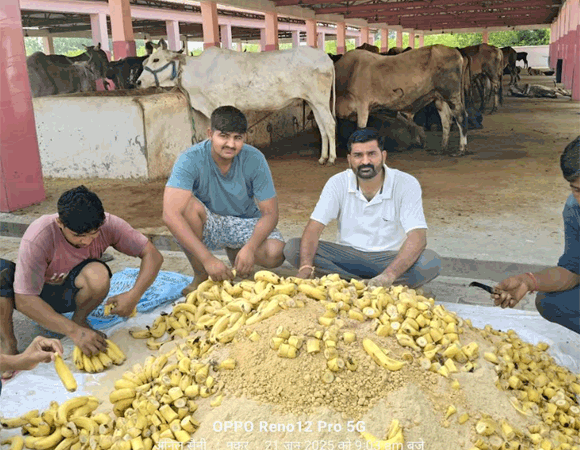 योगिनी एकदशी पर कान्हा गौशाला मे गायो को खिलाये गये केले व शक्कर