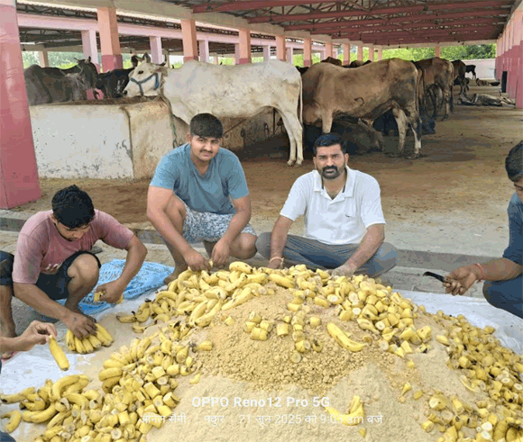 योगिनी एकदशी पर कान्हा गौशाला मे गायो को खिलाये गये केले व शक्कर