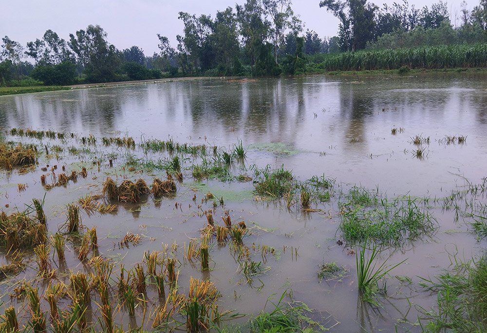 नकुड नगर का पानी अघ्याना के खेतो मे बहता हुआ