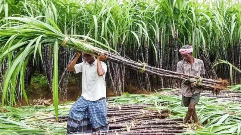 UP सरकार ने किसानों को दिया बड़ा उपहार, बढ़ाया गन्ने का मूल्य