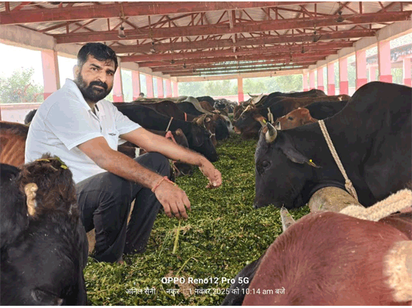 देव उठावनी एकादशी पर कान्हा गौशाला मे गौसेवा कर पूण्य अर्जित किया