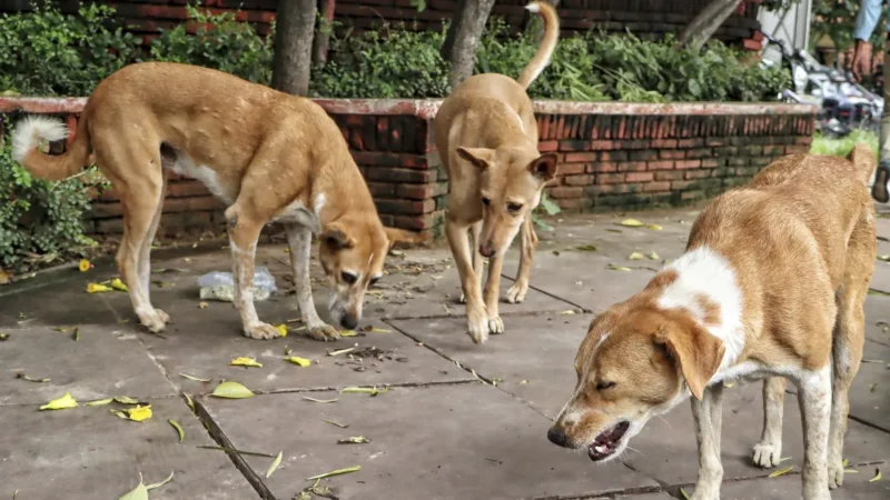 ‘8 हफ्ते में सभी सरकारी संस्थानों में बाड़ लगाएं, हाईवे से जानवरों को हटाएं’, आवारा पशुओं के मामले में सुप्रीम कोर्ट का फैसला
