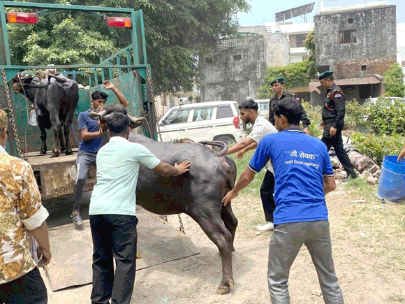 निगम ने गिल कॉलोनी में ध्वस्त किया अवैध पशु डेरी का ढांचा